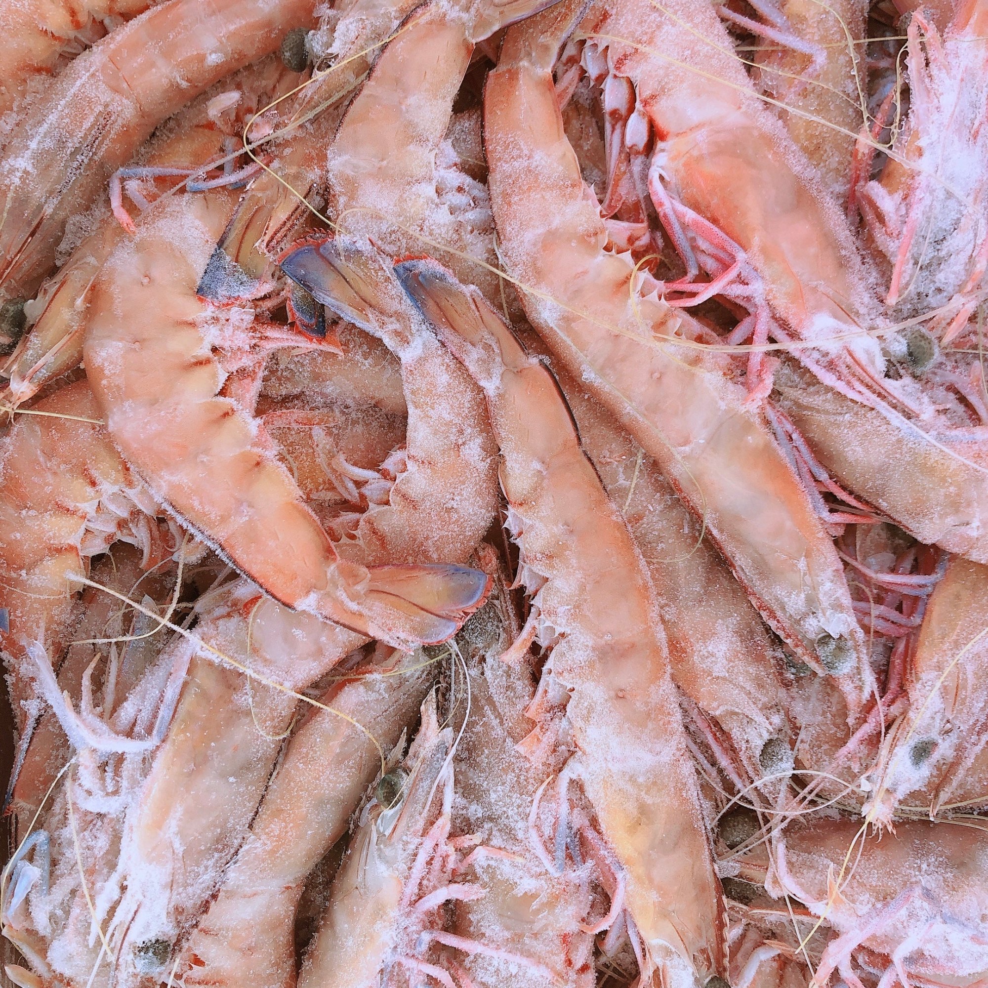 frozen-prawn-u-5